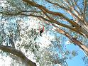 Tree Climbing 6